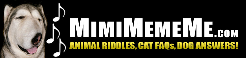 MimiMemeMe.com - Animal Riddles, Cat FAQs, Dog Answers!