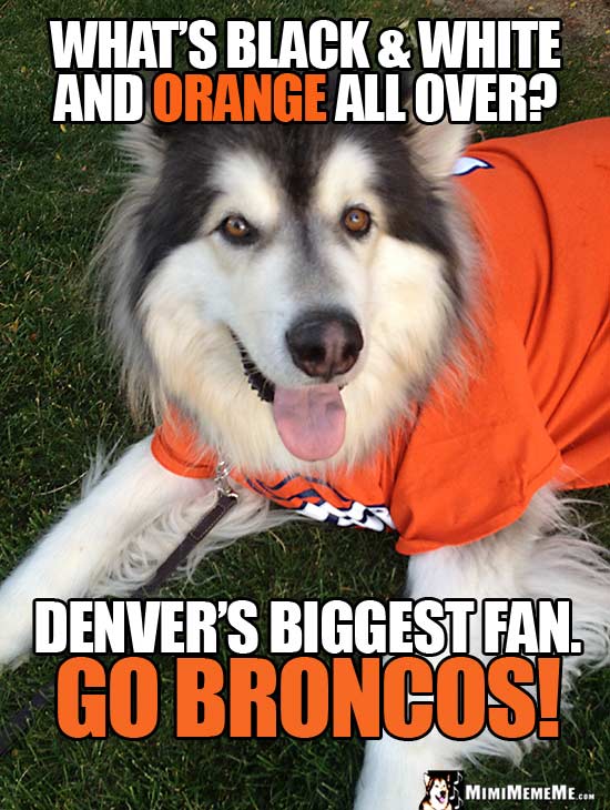 Malamute in Broncos' Shirt Asks: What's black and white and orange all over? Denver's biggest fan. Go Broncos!