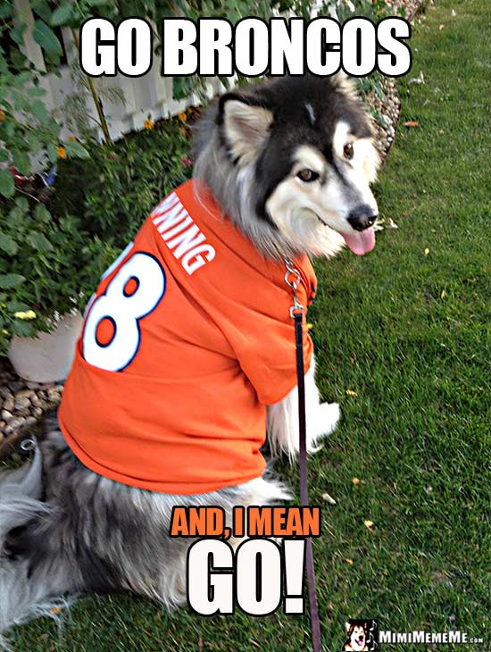 Huge Dog Wearing Broncos' Shirt Says: Go Broncos. And, I mean GO!