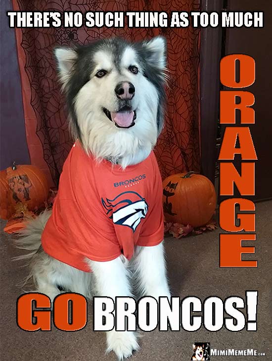 Malamute Wearing Broncos' Shirt Says: There's no such thing as too much orange. Go Broncos!