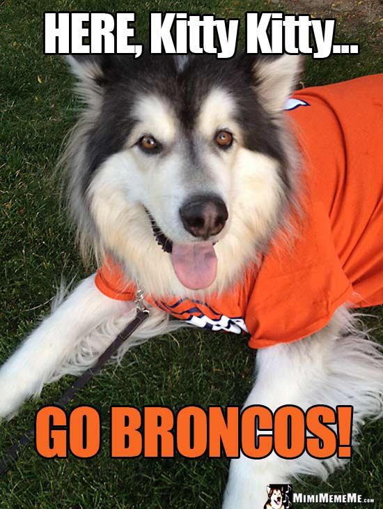 Malamute Dog in Broncos' Shirt Says: Here, Kitty Kitty... Go Broncos!