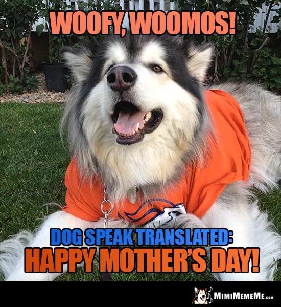 Denver Broncos Dog Says - Woofy, Woomos! Dog Speak Translated: Happy Mother's Day!