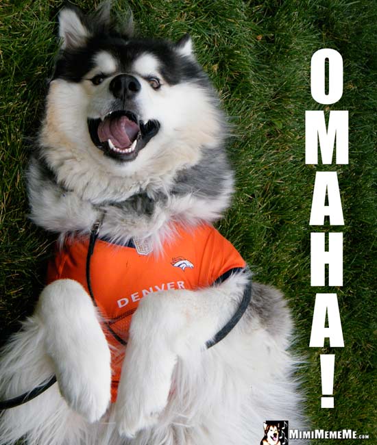Happy Dog Wearing Broncos' Shirt Says: Omaha!