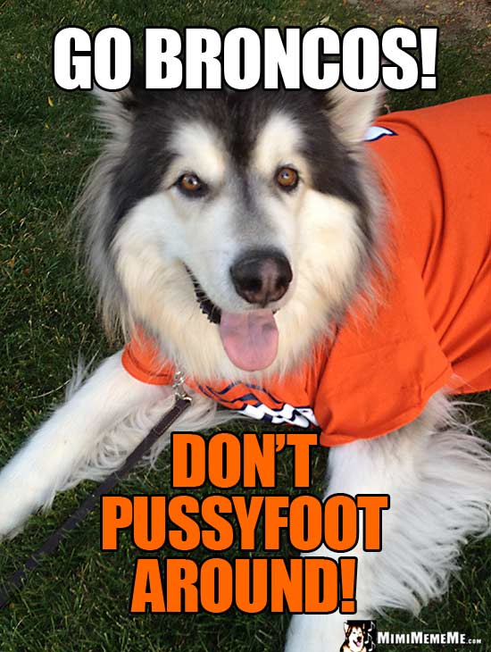 Dog Wearing Broncos' Shirt Says: Go Broncos! Don't pussyfoot around!