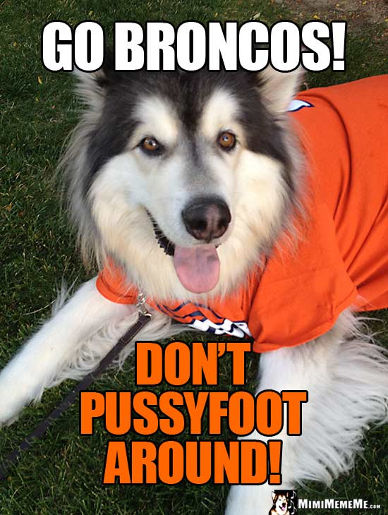 dog bronco jersey