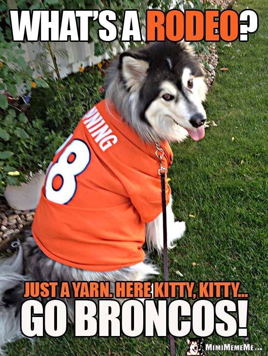 Dog Broncos Fan Says: What's a rodeo? Just a yarn. Here kitty, kitty... Go Broncos!