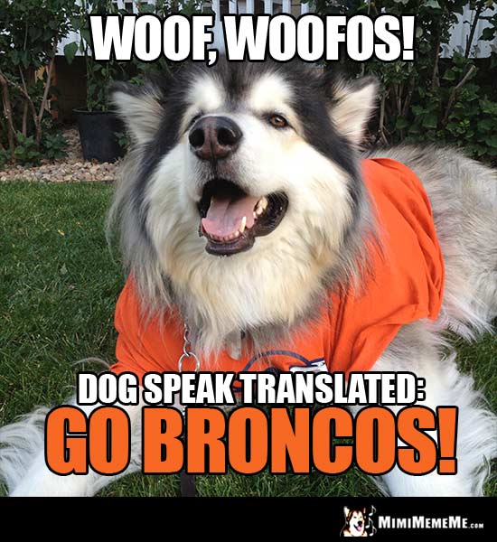 Dog in Broncos' Shirt Says: Woof, Woofos! Dog speak translated: Go Broncos!