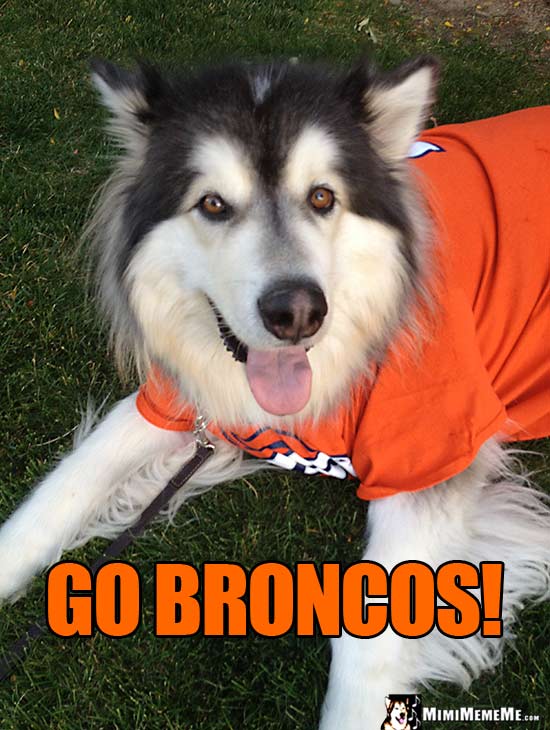 Handsome Dog Wearing Broncos' Shirt Says: Go Broncos!