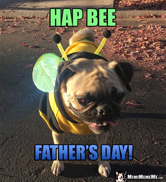 Pug Wearing Bee Costume Says: Hap Bee Father's Day!