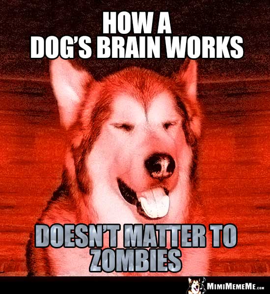 Dog Humor: How a dog's brain works doesn't matter to zombies.