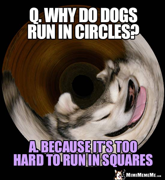Dog Riddle: Why do dogs run in circles? Because it's too hard to run in squares