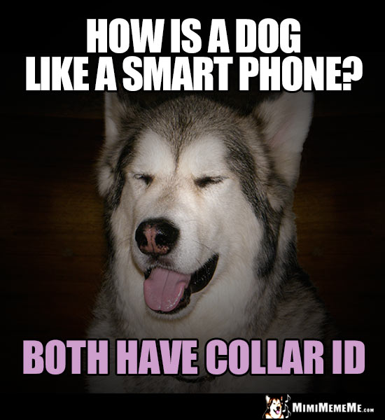 Handsome Malamute Asks: How is a dog like a smart phone? Both have Collar ID