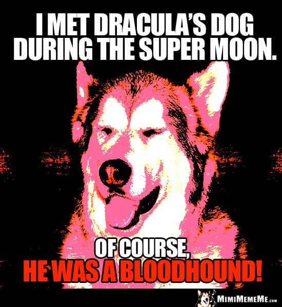 Smiling Dog Says: I met Dracula's dog during the super moon. Of course, he was a bloodhound!