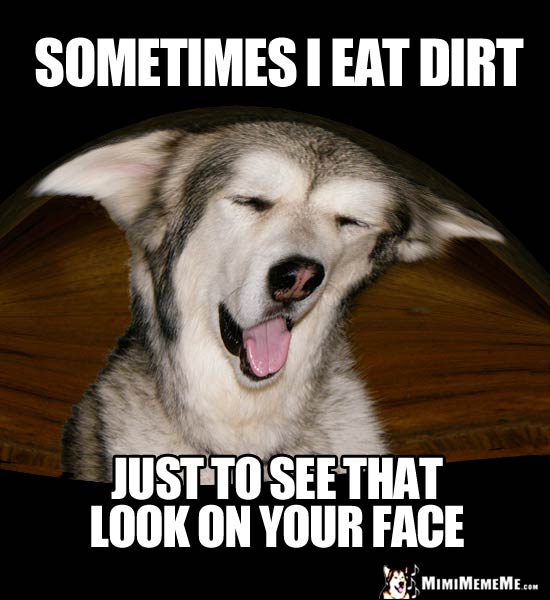 Playful Pup Says: Sometimes I eat dirt, just to see that look on your face.