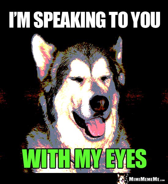 Dog with Eyes Shut Says: I'm speaking to you with my eyes.
