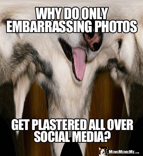Worst Dog Photo Ever: Why do only embarrassing photos get plastered all over social media?