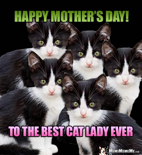 Funny Kitten Siblings Say: Happy Mother's Day! To the Best Cat Lady Ever!