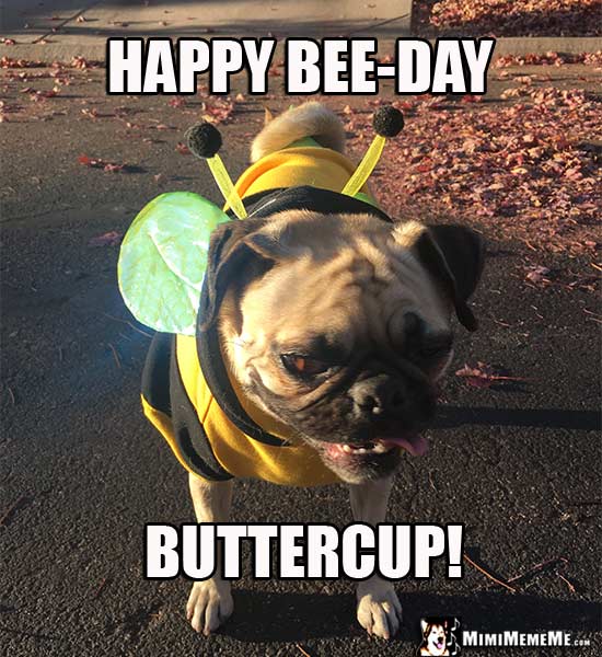 Pug Dressed as a Bee: Happy Bee-Day Buttercup!