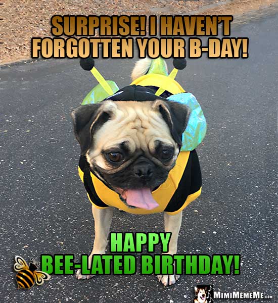 Pug in Bee Costume Says: Surprise! I haven't forgotten your B-Day! Happy Bee-Lated Birthday!