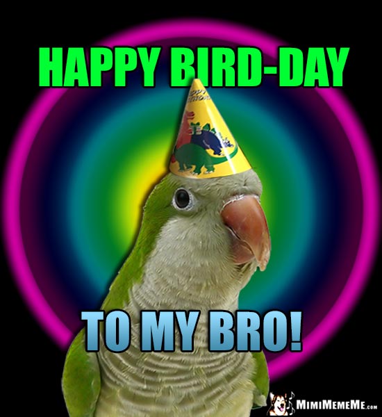 Quaker parrot wearing birthday hat says: Happy Bird-Day to My Bro! 