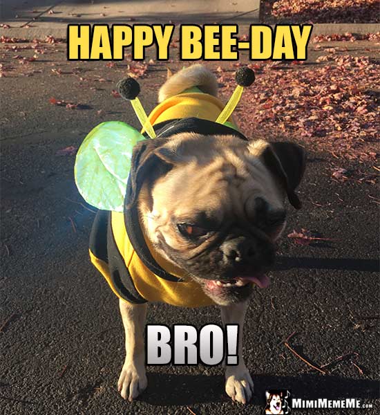 Pug dressed like a bee says: Happy Bee-Day BRO!
