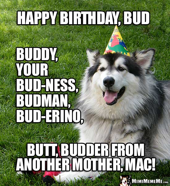 Dog in Party Hat: Happy Birthday, Bud, buddy, your bud-ness, budman, butt...