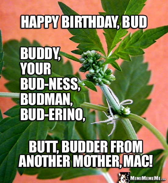 Pot Plant: Happy Birthday, Bud, buddy, your bud-ness, budman, bud-erino, butt...