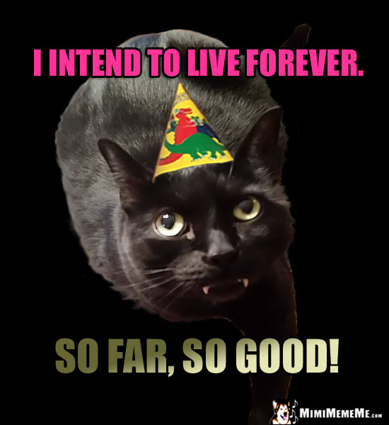 Funny Birthday Cat: I intend to live forever. So far, so good!