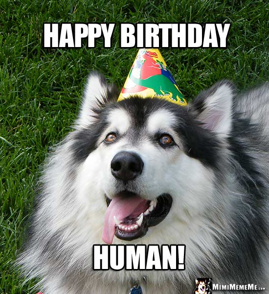 Handsome Dog Wearing Party Hat Says: Happy Birthday Human!