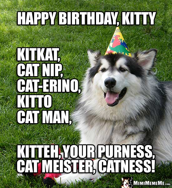 Party Dog Says: Happy Birthday Kitty, Kitteh, Your Purrness, Cat Meister, Catness!