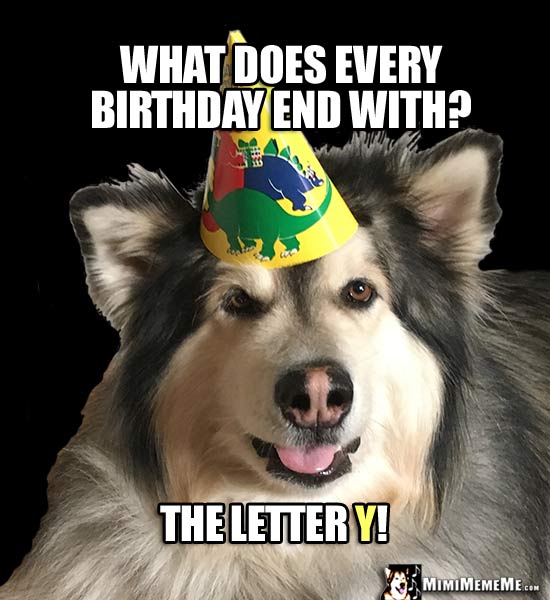 Funny Party Dog Asks: What does every birthday end with? The letter Y!