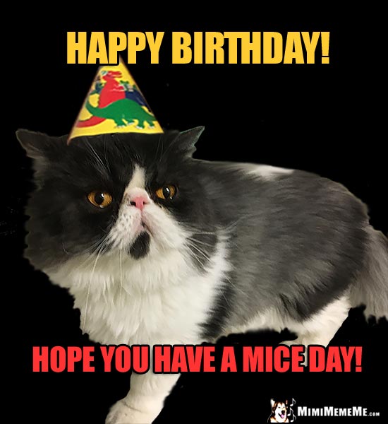 Unenthusiastic Party Cat Says: Happy Birthday! Have a Mice Day!