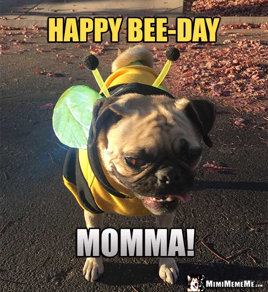 Pug Wearing Bee Outfit Says: Happy Bee-Day Momma!