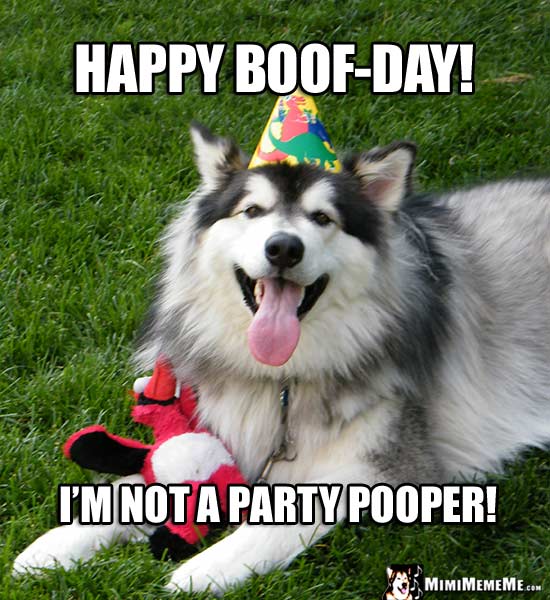 Handsome Dog Wearing Party Hat Says: Happy Boof-Day! I'm not a party pooper!