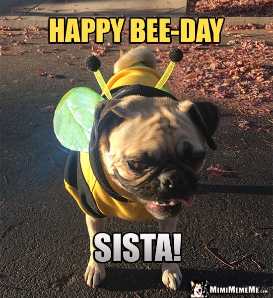 Pug in Bee Costume Says: Happy Bee-Day Sista!