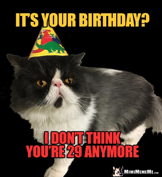 Bored Party Cat Says: It's your birthday? I don't think you're 29 anymore.