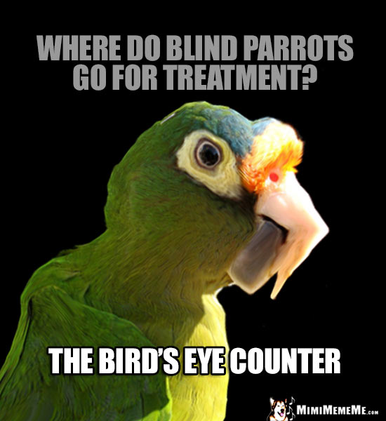 Parrot Joke: Where do blind parrots go for treatment? The Bird's Eye Counter