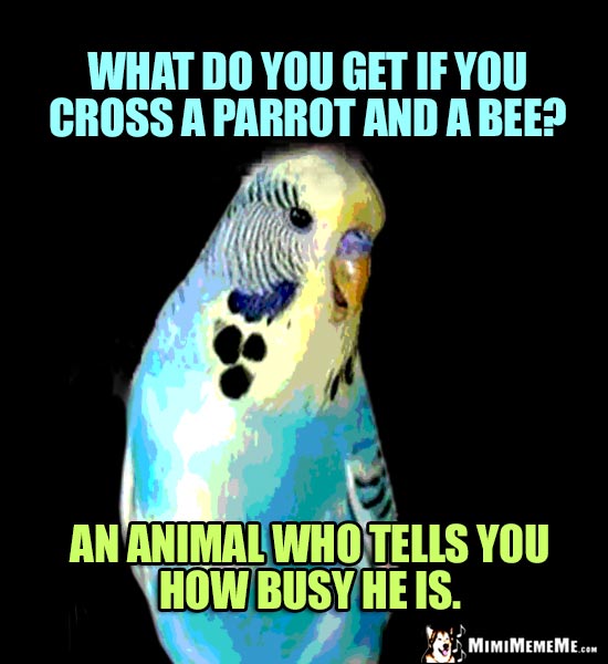 Parrot Riddle: What do you get if you cross a parrot and a bee? An animal who tells you how busy he is.