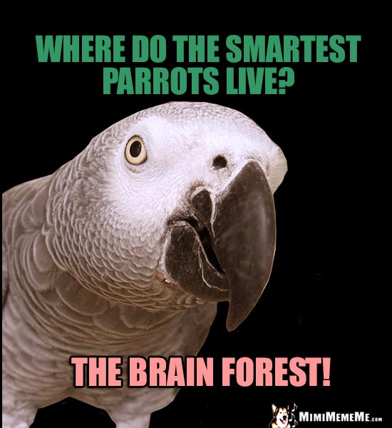 African Grey Parrot Jokes, Gray Parrot Riddles, Talking Bird LOLs, Smart  Bird Humor. Pg 3 - MimiMemeMe