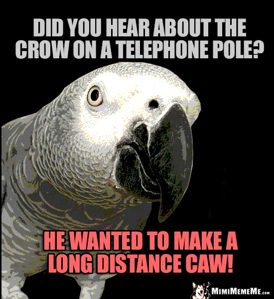 Parrot Comedian Asks: Did you hear about the crow on a telephone pole? He wanted to make a long distance caw!