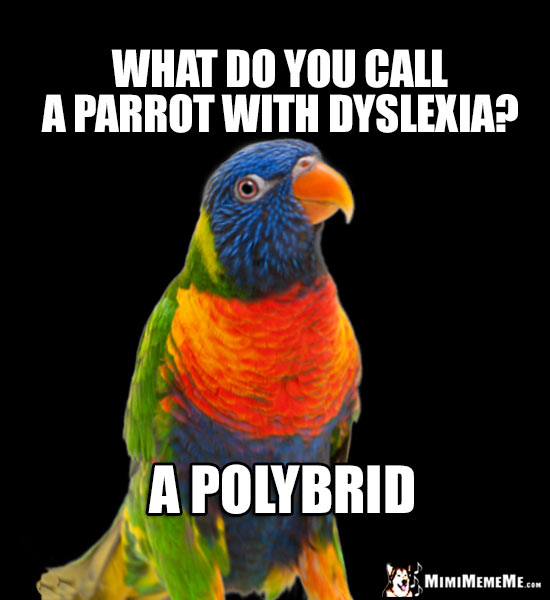 Little Parrot Asks: What do you call a parrot with dyslexia? A Polybrid
