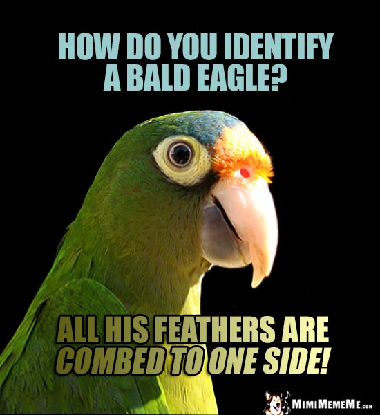 Funny Parrot Asks: How do you identify a bald eagle? All his feathers are combed to one side!