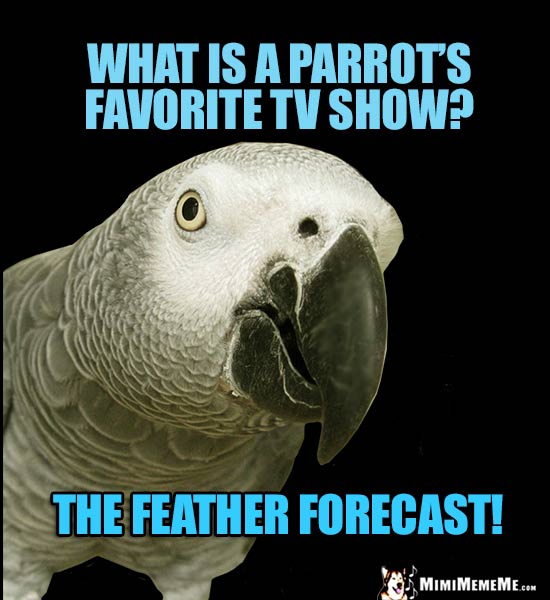African Grey Parrot Asks: What is a parrot's favorite TV show? The Feather Forecast!
