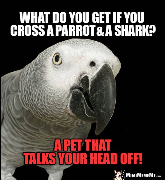 Nosy Parrot Asks: What do you get if you cross a parrot and a shark? A pet that talks your head off!