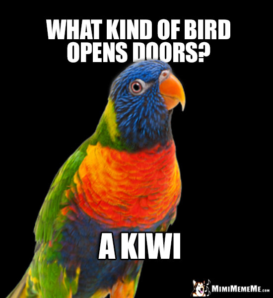 Funny Parrot Asks: What kind of bird opens doors? A Kiwi