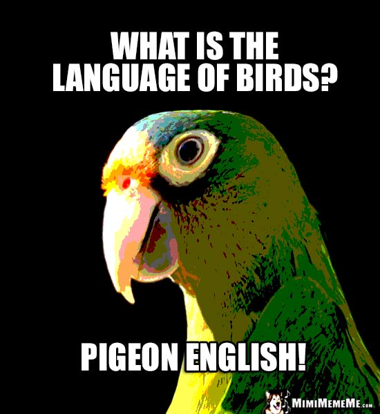 Big Parrot Asks: What is the language of birds? Pigeon English