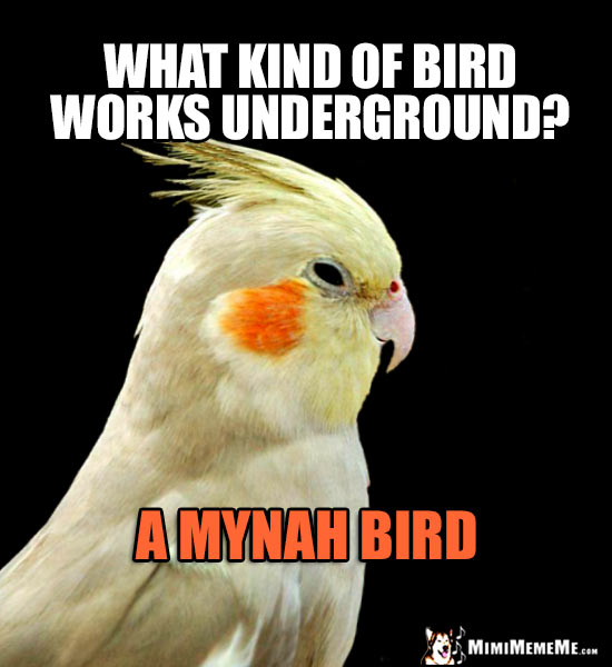 Funny Parrot Asks: What kind of bird works underground? A Mynah Bird