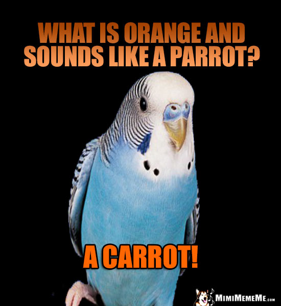 Blue Budgie Asks: What is orange and sounds like a parrot? A Carrot!