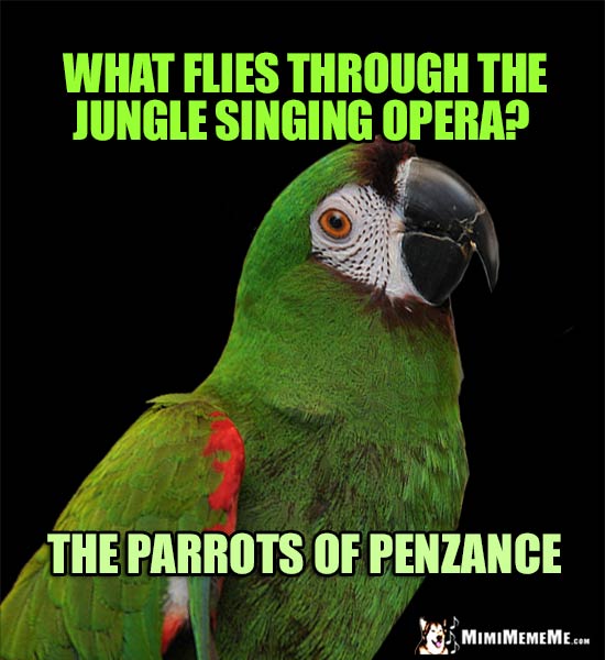 Curious Parrot Asks: What flies through the jungle singing opera? The Parrots of Penzance