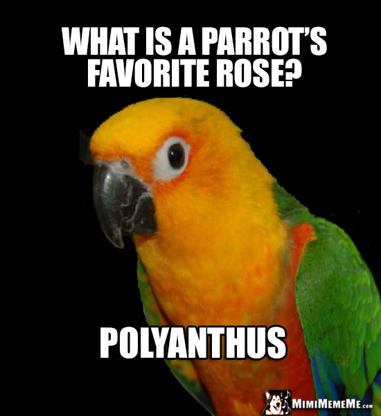 Pretty Bird Asks: What is a parrot's favorite rose? Polyanthus